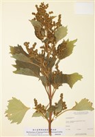 藏品(假蒼耳)的圖片